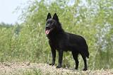 SCHIPPERKE 522